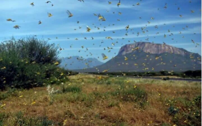 A Triple Disaster in Karamoja