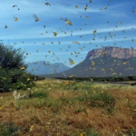 Karamoja